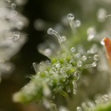 Power Plant (Zamnesia Seeds) Feminisoidut