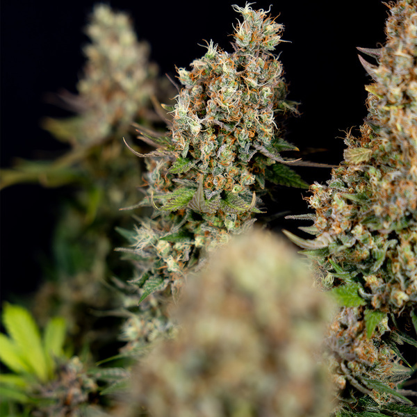 Power Plant (Zamnesia Seeds) Feminisoidut