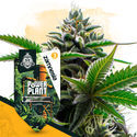 Power Plant Autoflower (Zamnesia Seeds) Feminisoidut