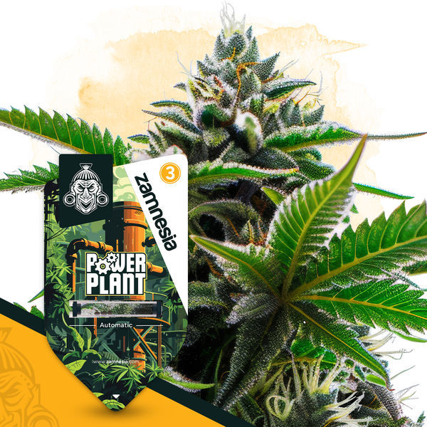 Power Plant Autoflower (Zamnesia Seeds) Feminisoidut