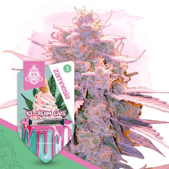 Ice Cream Cake (Zamnesia Seeds) Feminisoidut