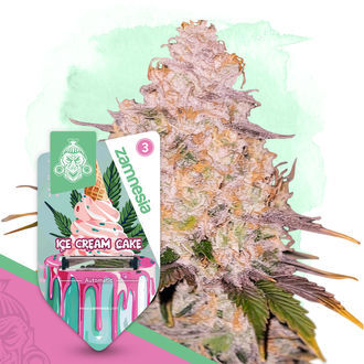 Ice Cream Cake Autoflower (Zamnesia Seeds) Feminisoidut
