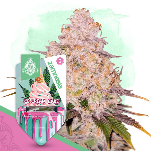 Ice Cream Cake Autoflower (Zamnesia Seeds) Feminisoidut