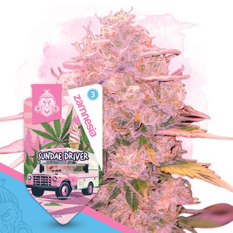 Sundae Driver Autoflower (Zamnesia Seeds) Feminisoidut