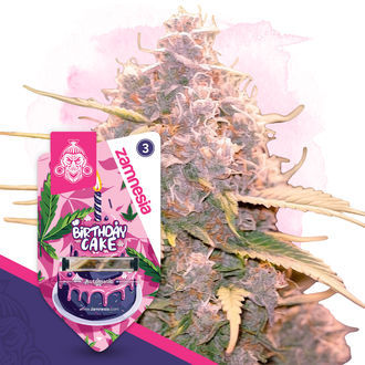 Birthday Cake Autoflower (Zamnesia Seeds) Feminisoidut