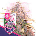 Birthday Cake Autoflower (Zamnesia Seeds) Feminisoidut