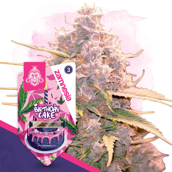 Birthday Cake Autoflower (Zamnesia Seeds) Feminisoidut