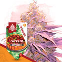 Cherry Pie (Zamnesia Seeds) Feminisoidut