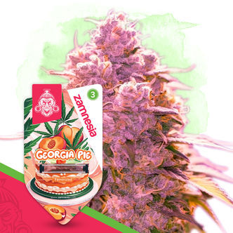 Georgia Pie (Zamnesia Seeds) feminisoidut kannabiksen siemenet