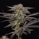 Georgia Pie (Zamnesia Seeds) Feminisoidut