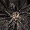 Georgia Pie (Zamnesia Seeds) Feminisoidut