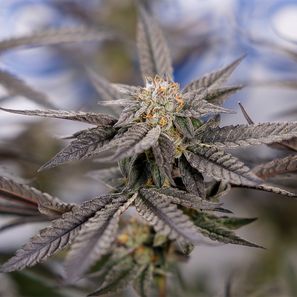 Georgia Pie (Zamnesia Seeds) Feminisoidut