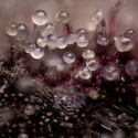 Georgia Pie (Zamnesia Seeds) Feminisoidut