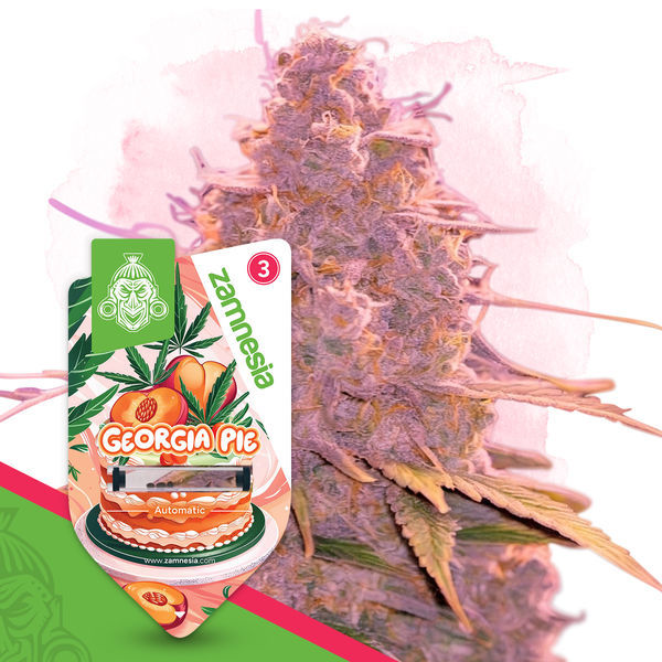 Georgia Pie Autoflower (Zamnesia Seeds) Feminisoidut