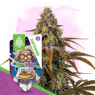 Chem Brulee (Zamnesia Seeds) feminisoidut kannabiksen siemenet