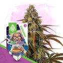 Chem Brulee (Zamnesia Seeds) Feminisoidut