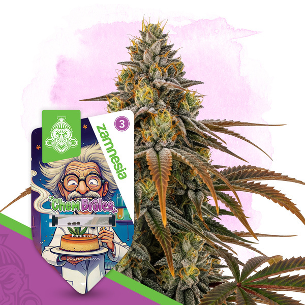Chem Brulee (Zamnesia Seeds) Feminisoidut