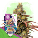 Chem Brulee Autoflower (Zamnesia Seeds) Feminisoidut
