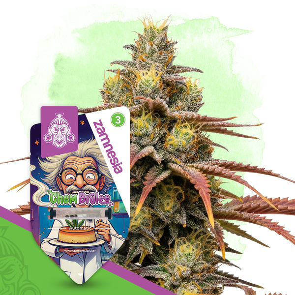 Chem Brulee Autoflower (Zamnesia Seeds) Feminisoidut