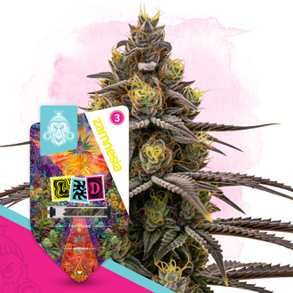 LSD (Zamnesia Seeds) Feminisoidut