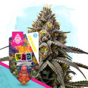 LSD Autoflower (Zamnesia Seeds) Feminisoidut