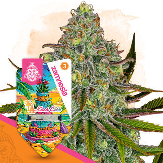 LA Kush Cake (Zamnesia Seeds) feminisoidut