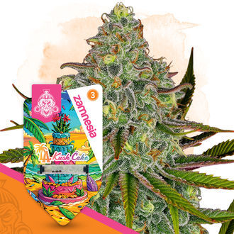 LA Kush Cake (Zamnesia Seeds) Feminisoidut