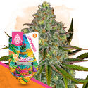 LA Kush Cake (Zamnesia Seeds) Feminisoidut
