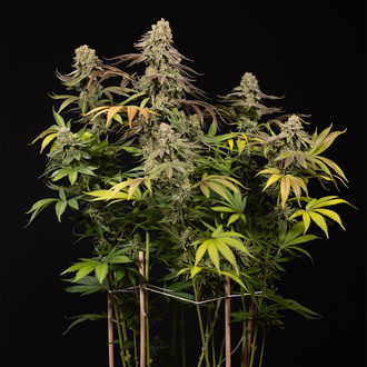 LA Kush Cake (Zamnesia Seeds) Feminisoidut