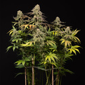 LA Kush Cake (Zamnesia Seeds) Feminisoidut