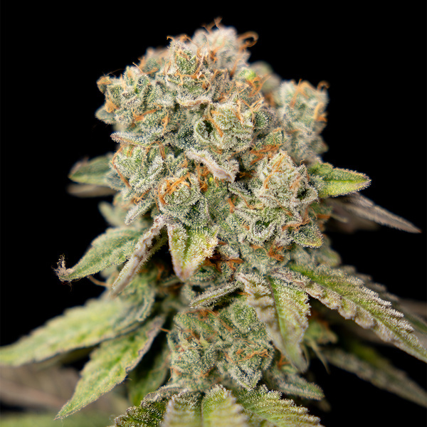 LA Kush Cake (Zamnesia Seeds) Feminisoidut