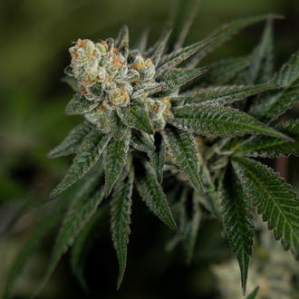 LA Kush Cake (Zamnesia Seeds) Feminisoidut