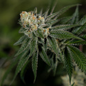LA Kush Cake (Zamnesia Seeds) Feminisoidut