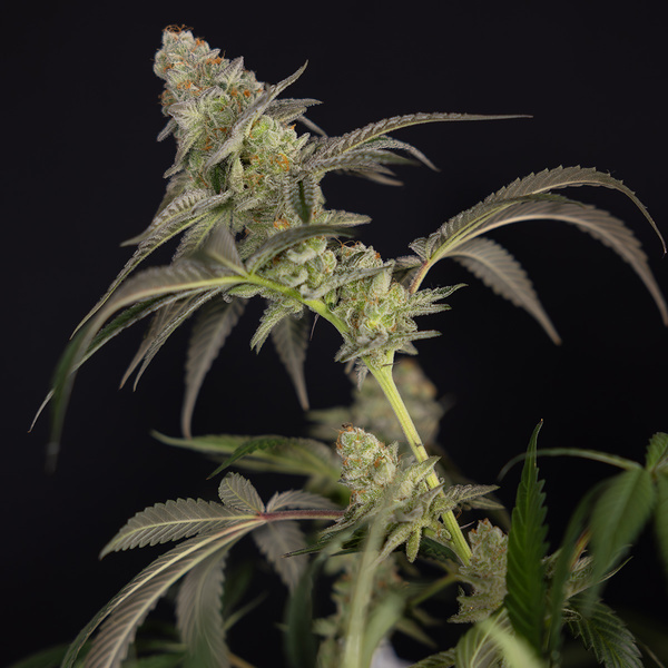 LA Kush Cake (Zamnesia Seeds) Feminisoidut