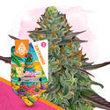 LA Kush Cake Autoflower (Zamnesia Seeds) Feminisoidut