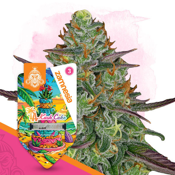 LA Kush Cake Autoflower (Zamnesia Seeds) Feminisoidut