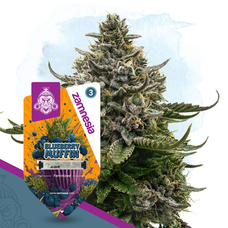 Blueberry Muffin (Zamnesia Seeds) feminisoidut kannabiksen siemenet