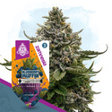 Blueberry Crumble (Zamnesia Seeds) Feminisoidut