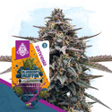 Blueberry Crumble Autoflower (Zamnesia Seeds) Feminisoidut