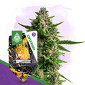 Mimosa Autoflower (Zamnesia Seeds) Feminisoidut