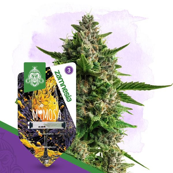 Mimosa Autoflower (Zamnesia Seeds) Feminisoidut