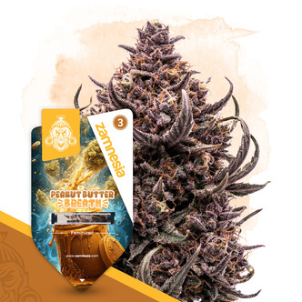 Peanut Butter Breath (Zamnesia Seeds) Feminisoidut