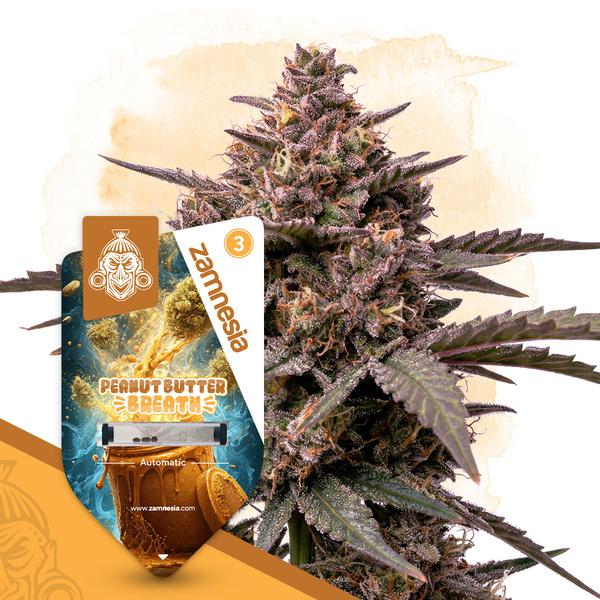 Peanut Butter Breath Autoflower (Zamnesia Seeds) Feminisoidut