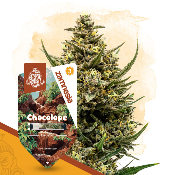 Chocolope (Zamnesia Seeds) Feminisoidut