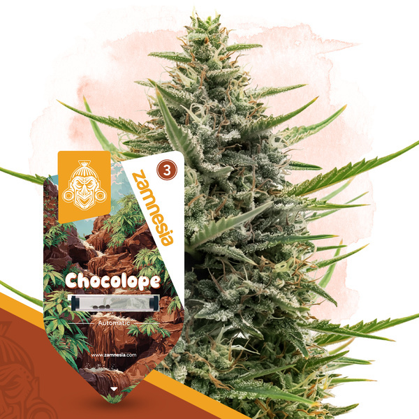 Chocolope Autoflower (Zamnesia Seeds) Feminisoidut