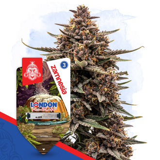 London Pound Cake (Zamnesia Seeds) Feminisoidut