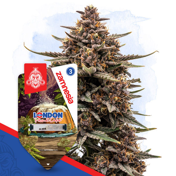 London Pound Cake (Zamnesia Seeds) Feminisoidut