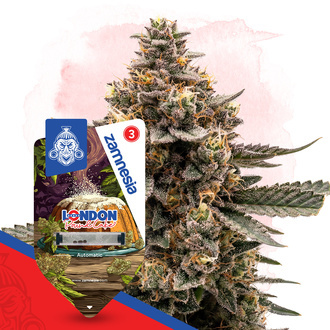 London Pound Cake Autoflower (Zamnesia Seeds) Feminisoidut