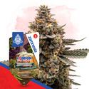 London Pound Cake Autoflower (Zamnesia Seeds) Feminisoidut