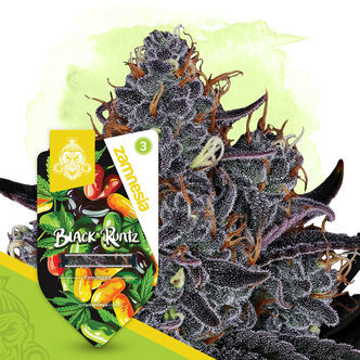 Black Runtz (Zamnesia Seeds) feminisoidut